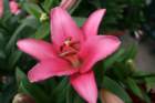 flowers_img_5564_small.jpg