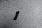 pinalpimg_5664_small.jpg