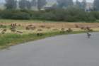 petalumaimg_5809_small.jpg