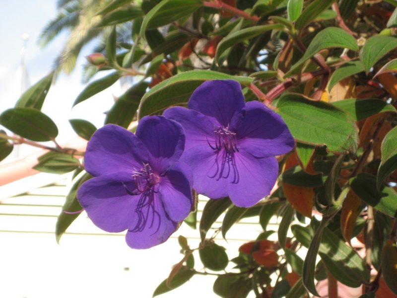 sdfairimg_5846.jpg