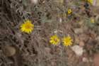 t1zioncbimg_0337_small.jpg