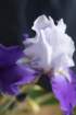 flowersflowersimg_7124_small.jpg