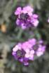 flowersflowersimg_7126_small.jpg