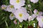 flowersflowersimg_7145_small.jpg