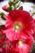 flowersflowersimg_7160_small.jpg