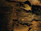 cavedaytonimg_3728_small.jpg