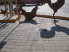 d04monsmdatjimg_4485_small.jpg