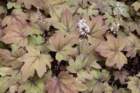 paimg_5691_small.jpg