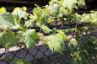 paimg_5696_small.jpg