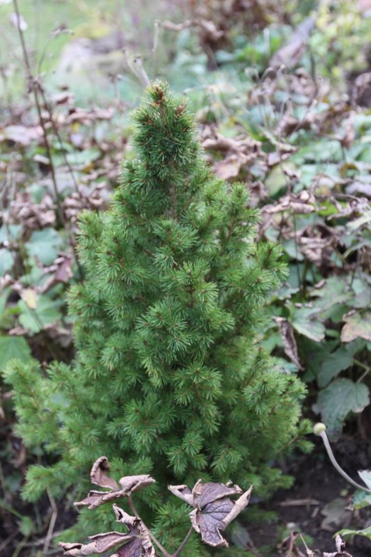 dk28fricbimg_2848.jpg