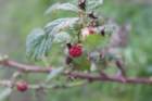 dk28fricbimg_2850_small.jpg