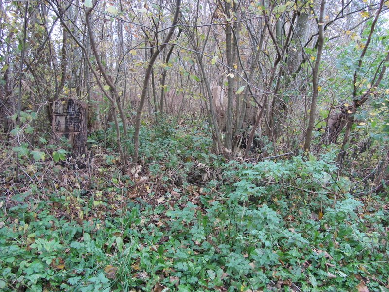 photo51.jpg