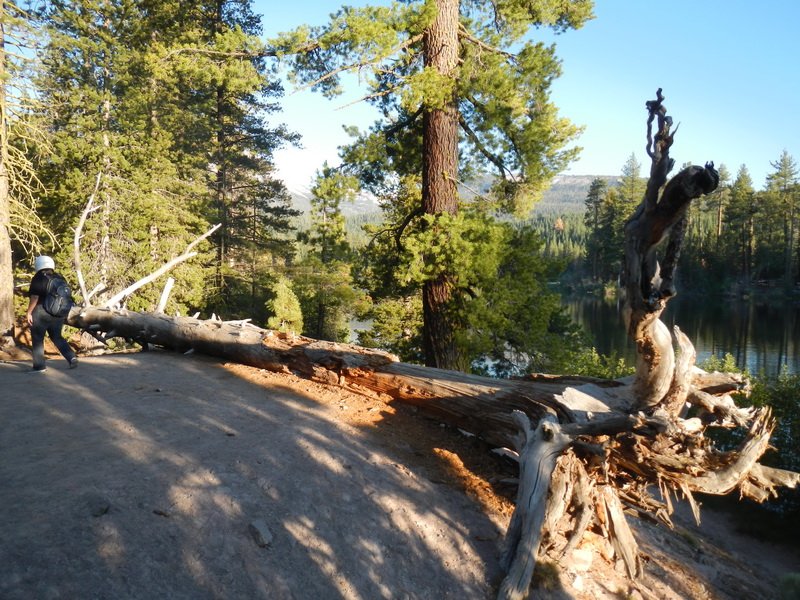 lavacadscn0610.jpg