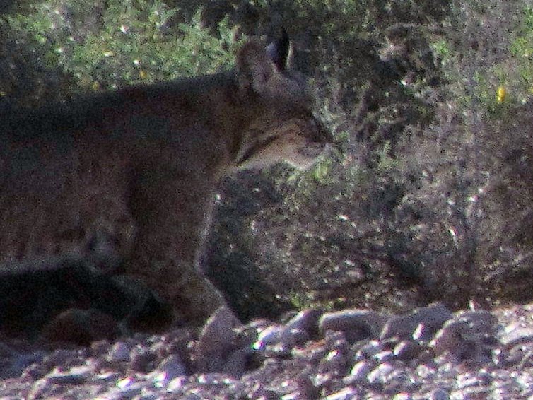 ajny13img_7174bobcat.jpg