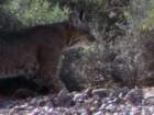 ajny13img_7174bobcat_small.jpg