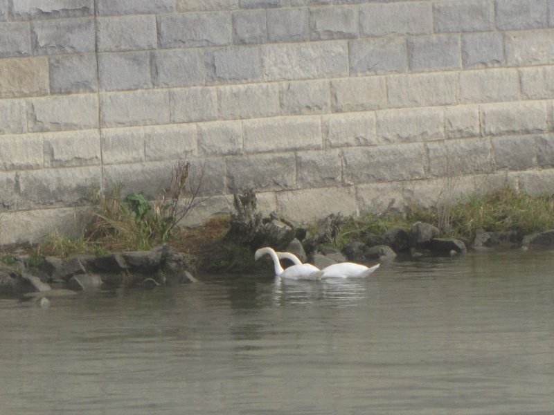 mandeimg_2483.jpg