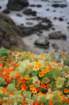 sealimg_2951_small.jpg