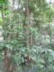 canimg_6657_small.jpg