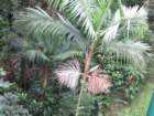 canimg_6757_small.jpg