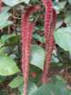 canimg_7017_small.jpg
