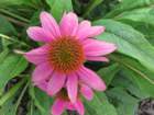 sunflrimg_7501_small.jpg