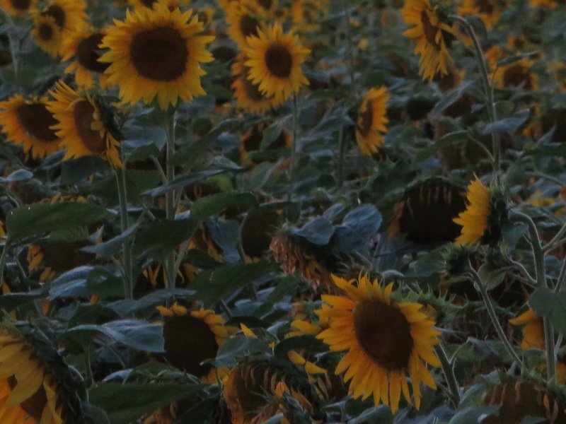 sunflrimg_7567.jpg