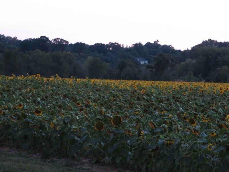 sunflrimg_7572.jpg