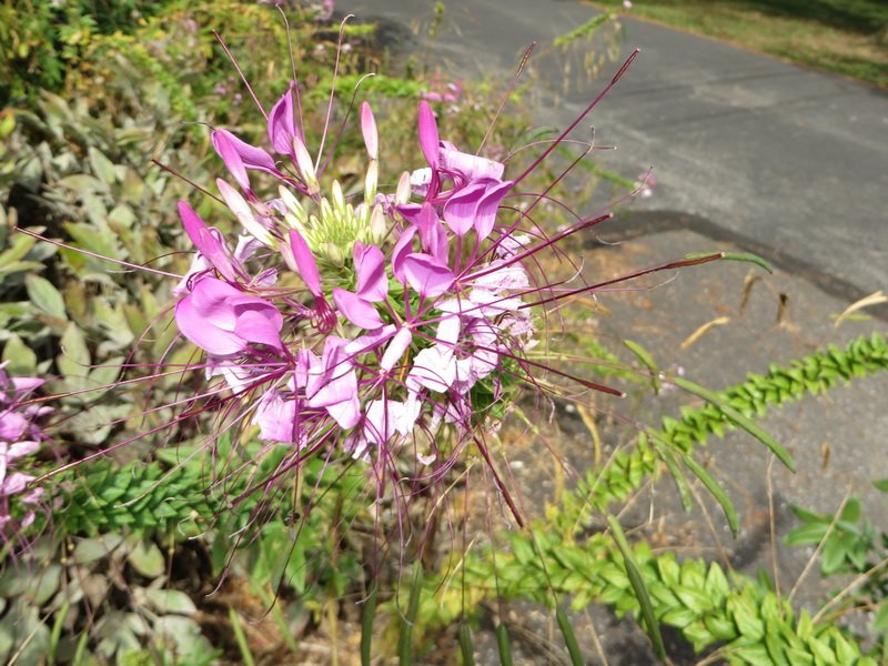 sunflrimg_7961.jpg