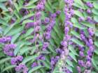 visitimg_7774_small.jpg