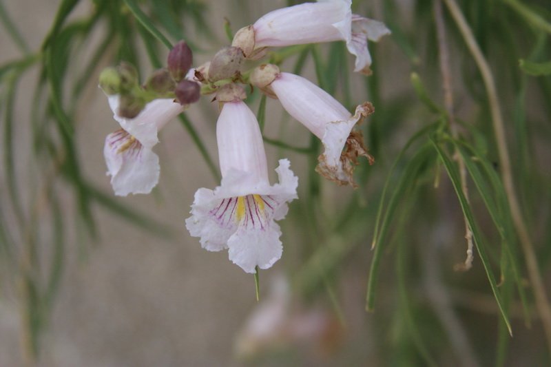 satimg_5090.jpg