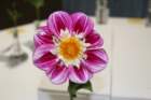 img_8740_small.jpg