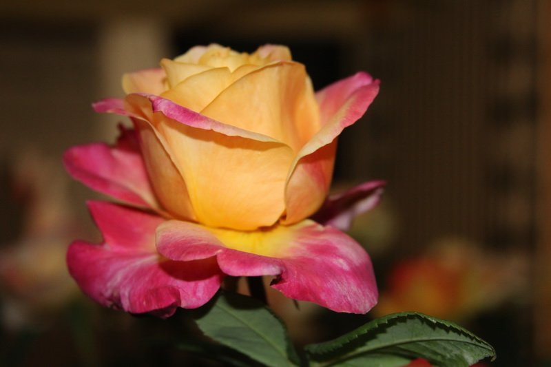 img_8762.jpg