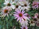 cbwed31amsimg_4341_small.jpg