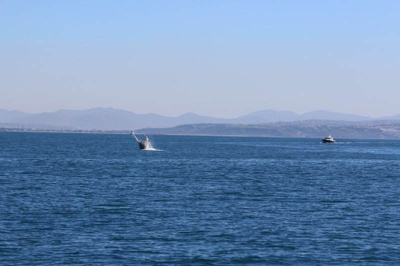 cbimg_9726.jpg