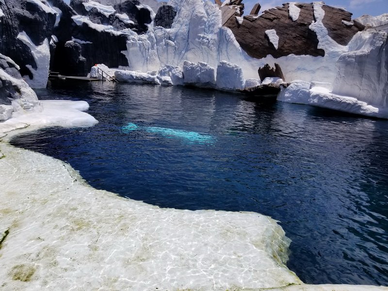 seaworld20180624_132256.jpg