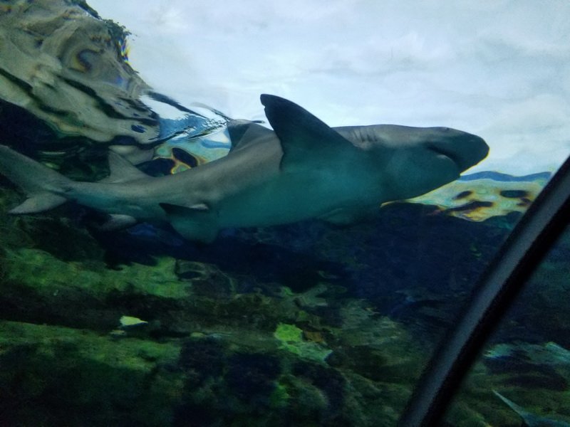 seaworld20180624_141047.jpg