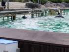 seaworld20180624_144209_small.jpg