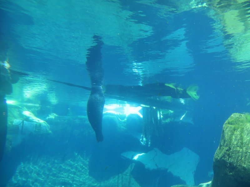 seaworldimg_9344.jpg