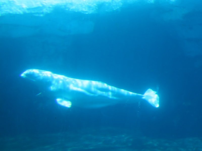 seaworldimg_9348.jpg