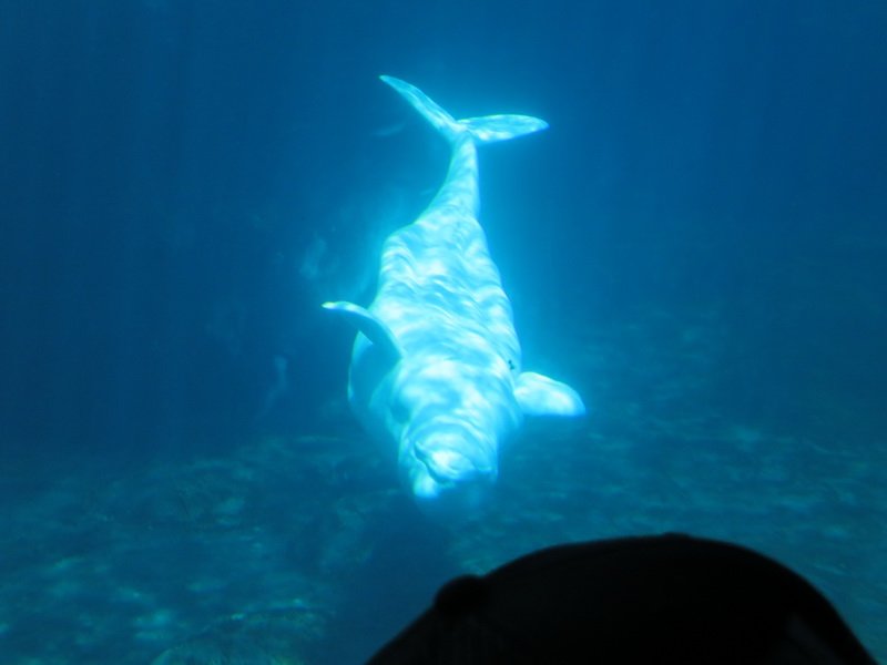 seaworldimg_9353.jpg