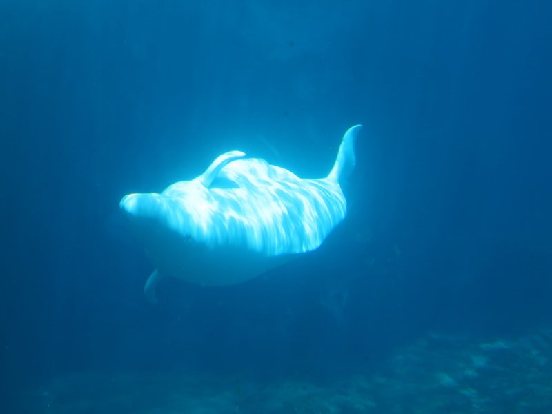 seaworldimg_9355.jpg