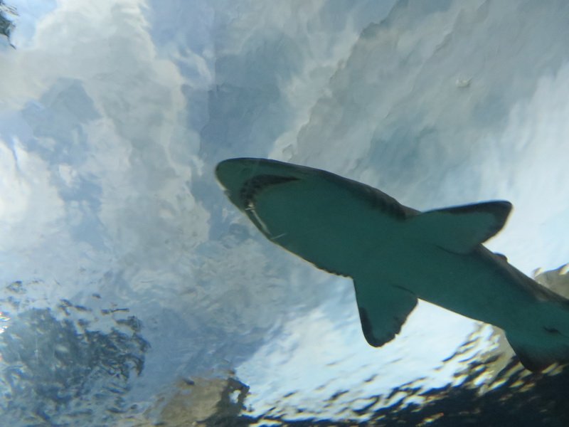 seaworldimg_9421.jpg