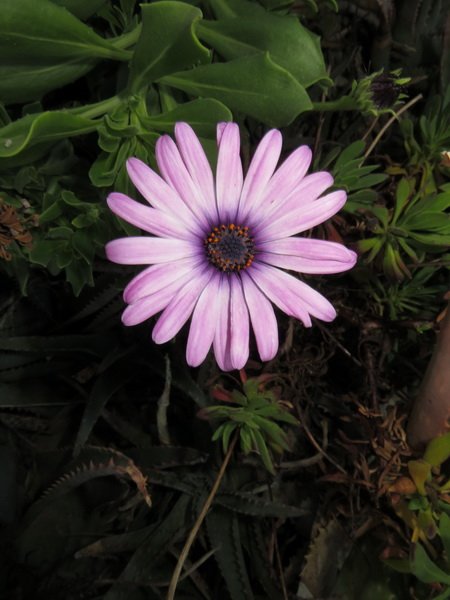 malibuimg_5240.jpg