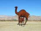 borregoimg_5724_small.jpg