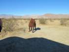 borregoimg_5765_small.jpg