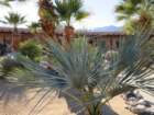 borregoimg_5790_small.jpg