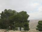 dseaneboimg_7910_small.jpg