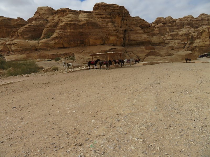 petraimg_7420.jpg