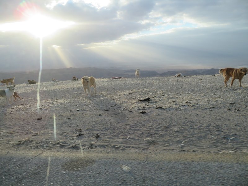 petraimg_7763.jpg