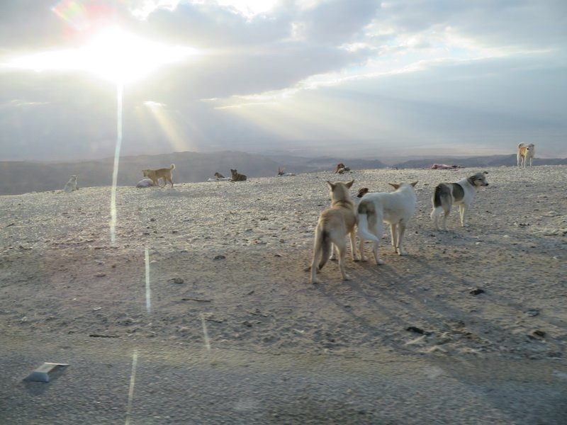 petraimg_7764.jpg
